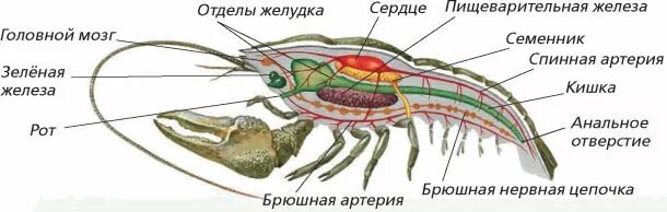 Внутреннее строение речного. Зарисовать внутреннее и внешнее строение речного рака.. Внутреннее строение Омара. Схема строения ракообразных 7 класс биология. Внутренне строение ракообразных.