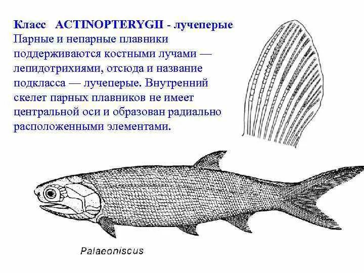 Класс рыбы плавники. Лучеперые рыбы строение плавника. Строение плавника рыбы. Строение плавников рыб. Костные рыбы лучеперые.