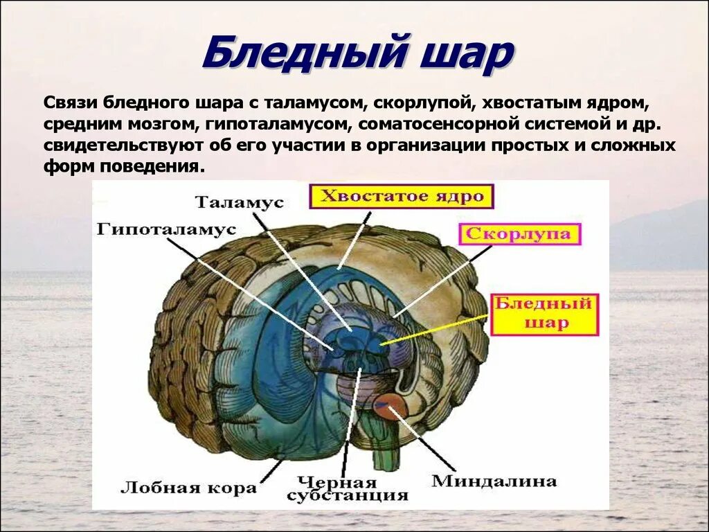 Строение ядер мозга. Базальные ганглии функции. стриопаллидарная система-анатомия, физиология.. стриопаллидарная система и базальные ганглии. стриопаллидарная система головного мозга.