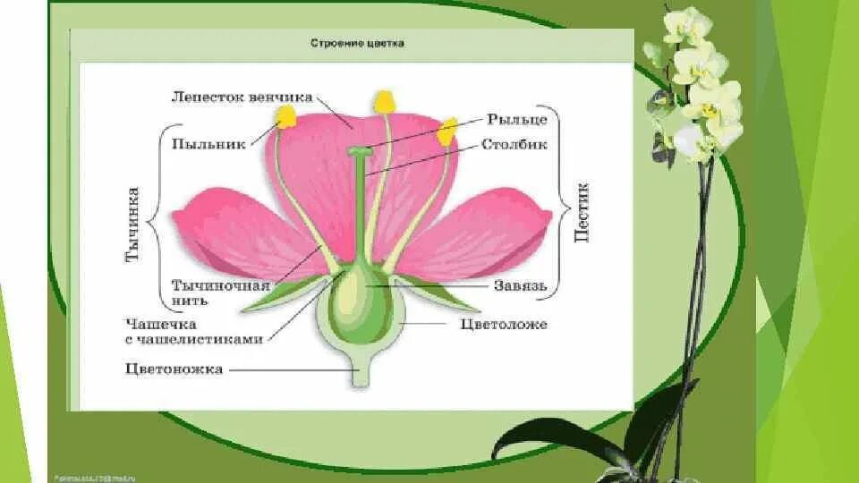 Строение цветковых рисунок. Схема строения цветкового растения 5 класс биология. Строение цветковых растений 6 класс биология. Схема цветкового растения биология 5 класс. Строение цветкового растения 6 класс биология.