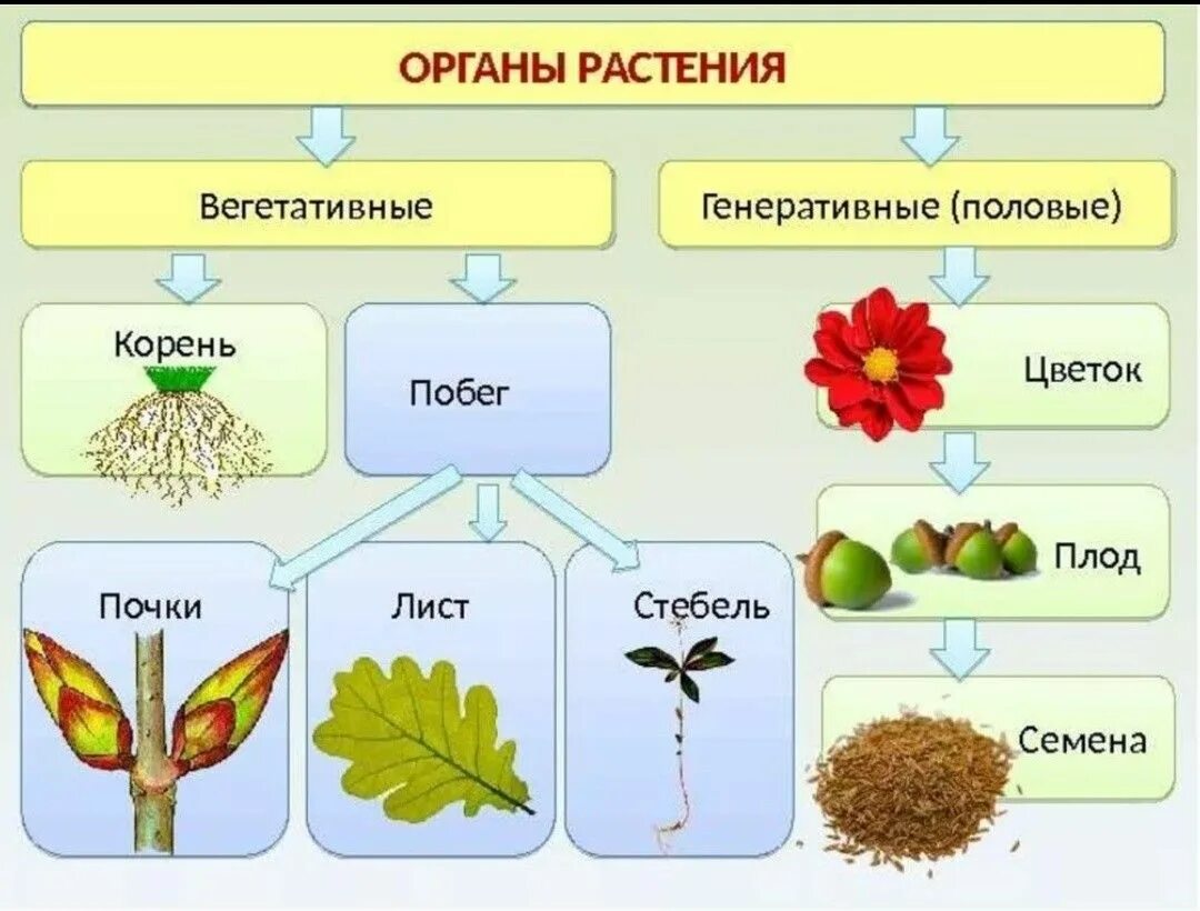 Plant 3 forms. Таблица вегетативные органы генеративные органы. Вегетативные и генеративные органы растений таблица. Вегетативные и генеративные органы растений. Вегетативные органы высший растений.