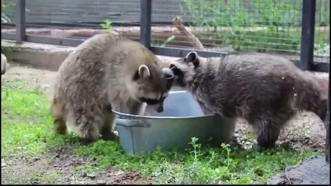 Енот полоскун смешное