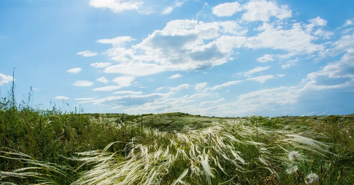 Куликово поле ковыль. Дивногорье и ковыль. Ковыль в Волгоградской области. Ковыль Крылова.