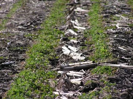 Planting crops