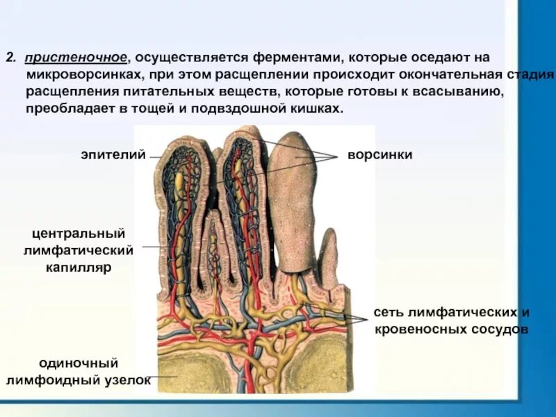 Всасывание ворсинками тонкого кишечника. Пристеночное пищеварение в тонком кишечнике. Ворсинки и микроворсинки. Пристеночное пищеварение физиология. Строение кишечной ворсинки.