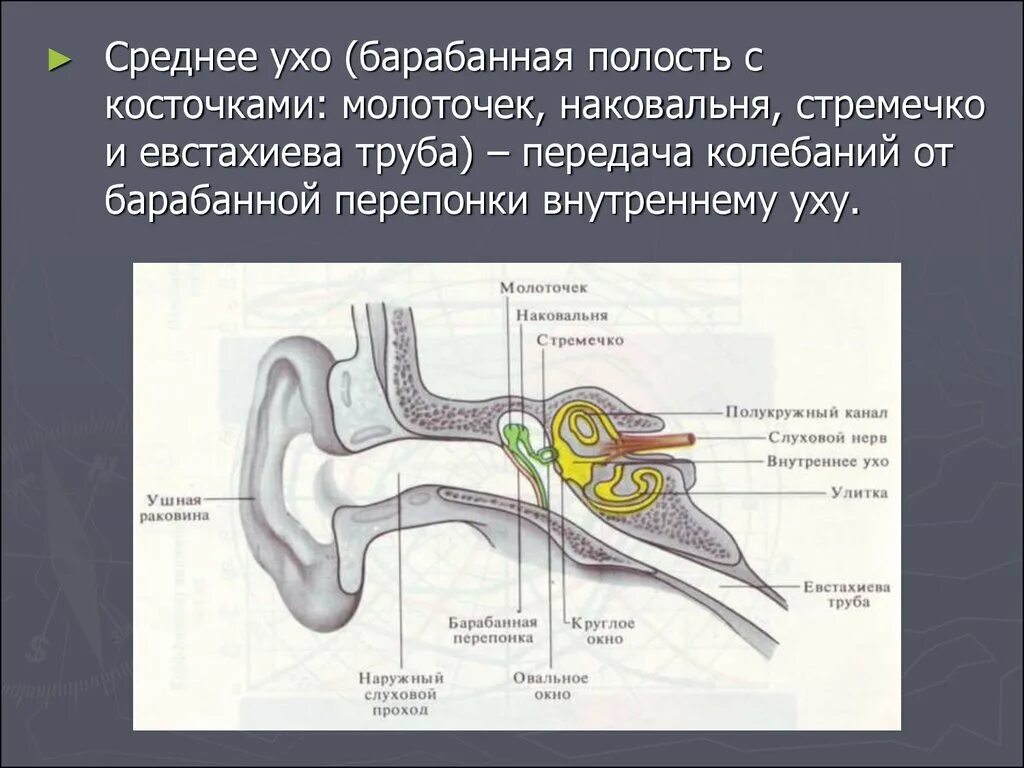 Слуховые косточки расположены в каком ухе. Среднее ухо молоточек наковальня и стремечко. Барабанная полость наковальня молоточек стремечко. Барабанная перепонка, стремечко, наковальня и молоточек. Косточки среднее ухо наковальня.