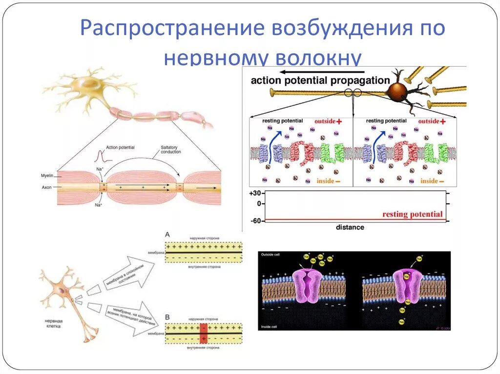 Распространение возбуждения по нервным волокнам. Распространение потенциала действия по нервному волокну. Механизм возбуждения по нервному волокну. Распространение возбуждения в нервном центре.