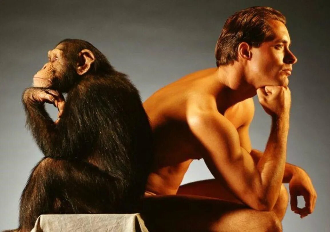 Человек примат. Люди и животные. Мужик обезьяна. Обитатель общества
