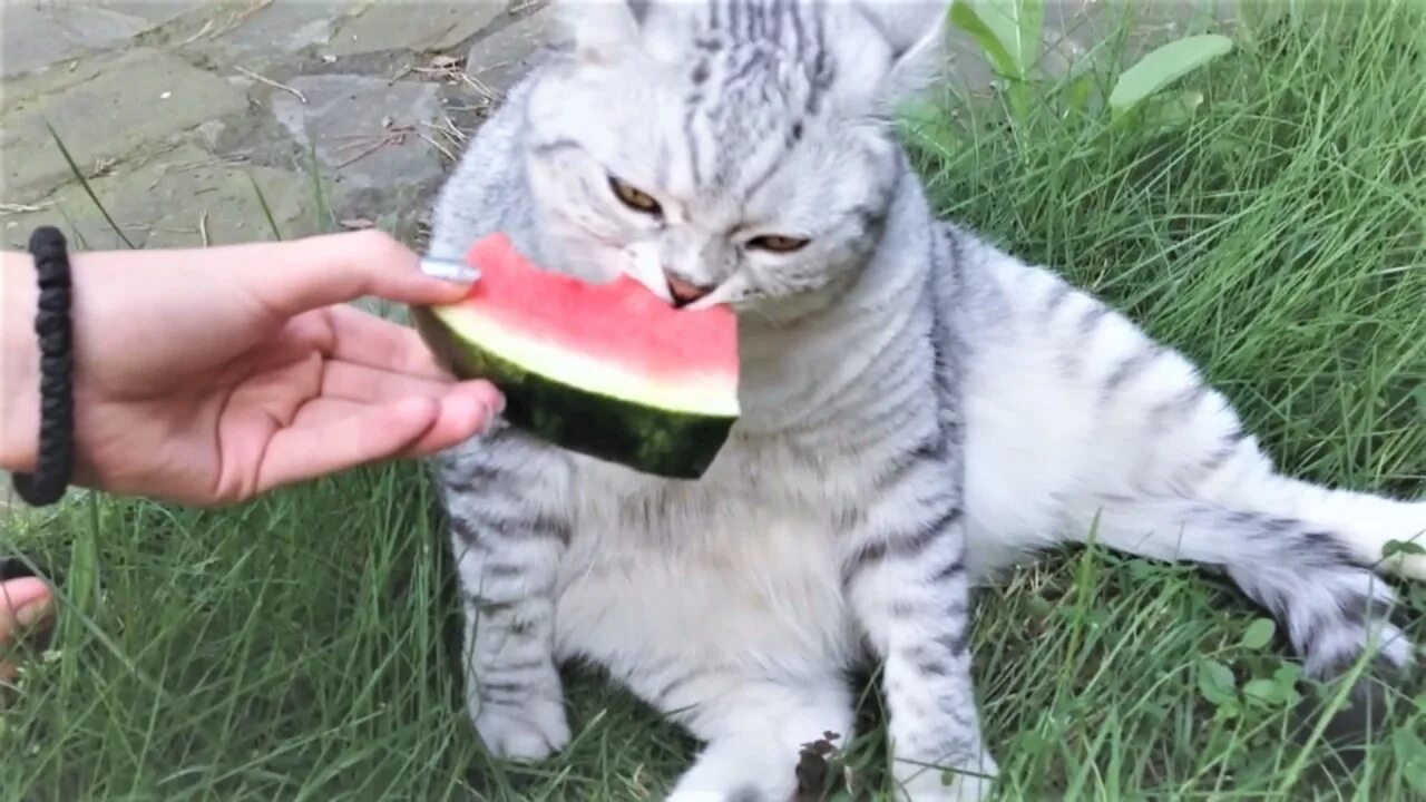 Можно давать котам арбуз. Животные и арбуз. котенок ест арбуз. кот на арбузе. котик с арбузом.
