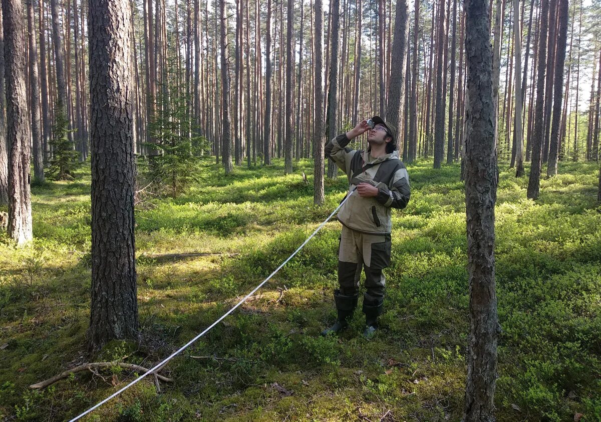 Что устанавливается при осмотре лесов. Порядок осмотра. Осмотры лесов проводятся. Министерство лесного хозяйства нижегородской. Санитарно оздоровительные мероприятия в лесах.