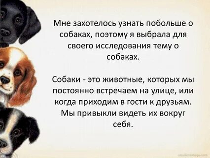 Тема произведения собака