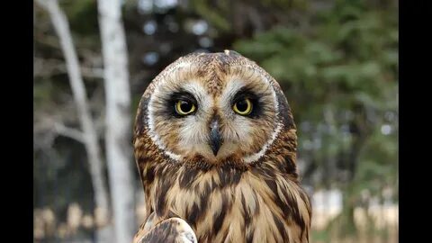 Совы северной америки