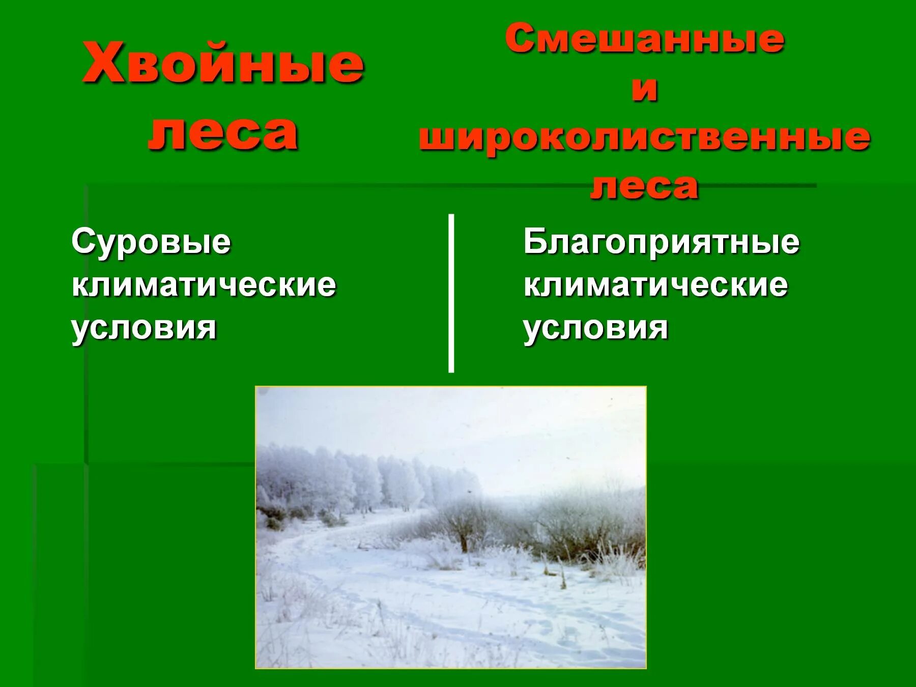 Климат зон хвойных лесов. Смешанные леса климатические условия. Климатические условия елового леса. Смешанные и широколиственные леса климатические условия. Смешанные леса России климат.