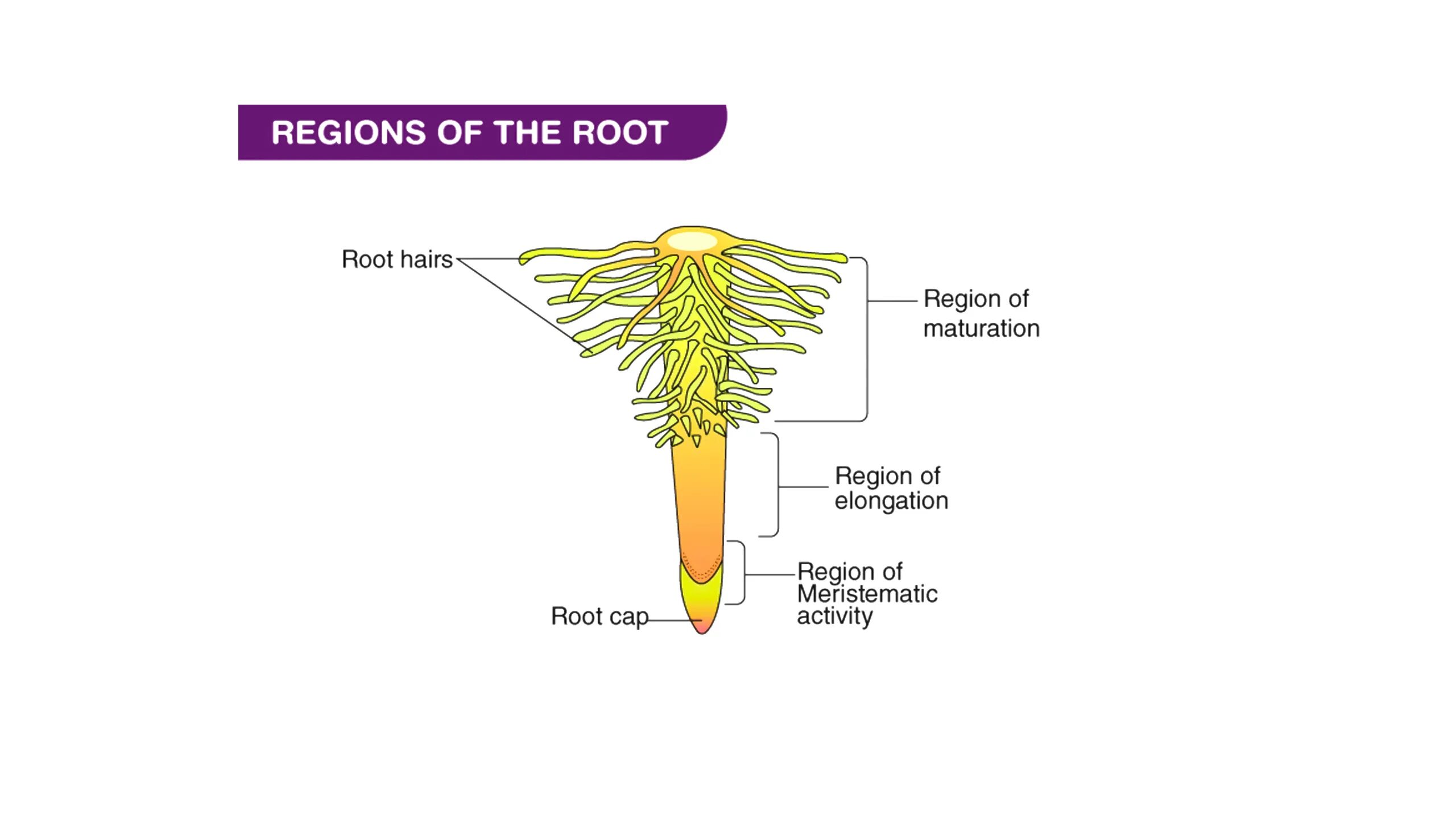 Root threads. Root. hair root. stem and root difference. root for.