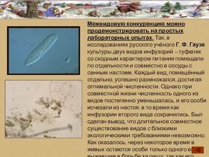 Эксперименты гаузе с инфузориями
