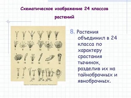 24 кл