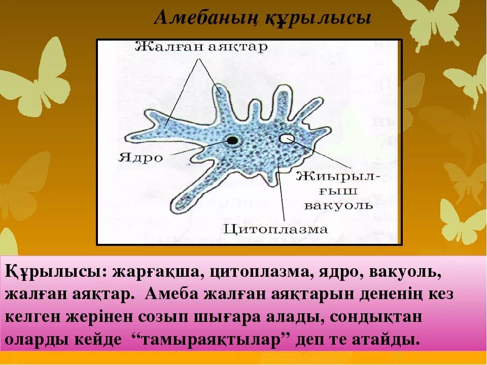 Какой цифрой обозначена на рисунке стадия амебы. Строение амебы. Внутренняя часть цитоплазмы у амебы. Амеба рисунок. Строение амебы обыкновенной.