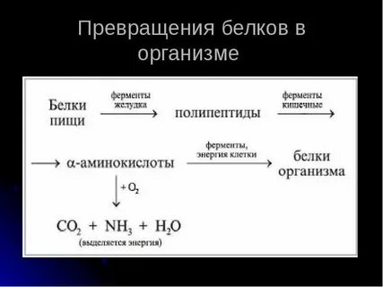 Окисление белков в организме человека