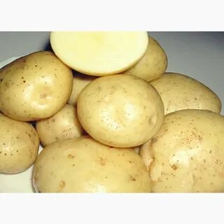 Картофель импала характеристика сорта отзывы