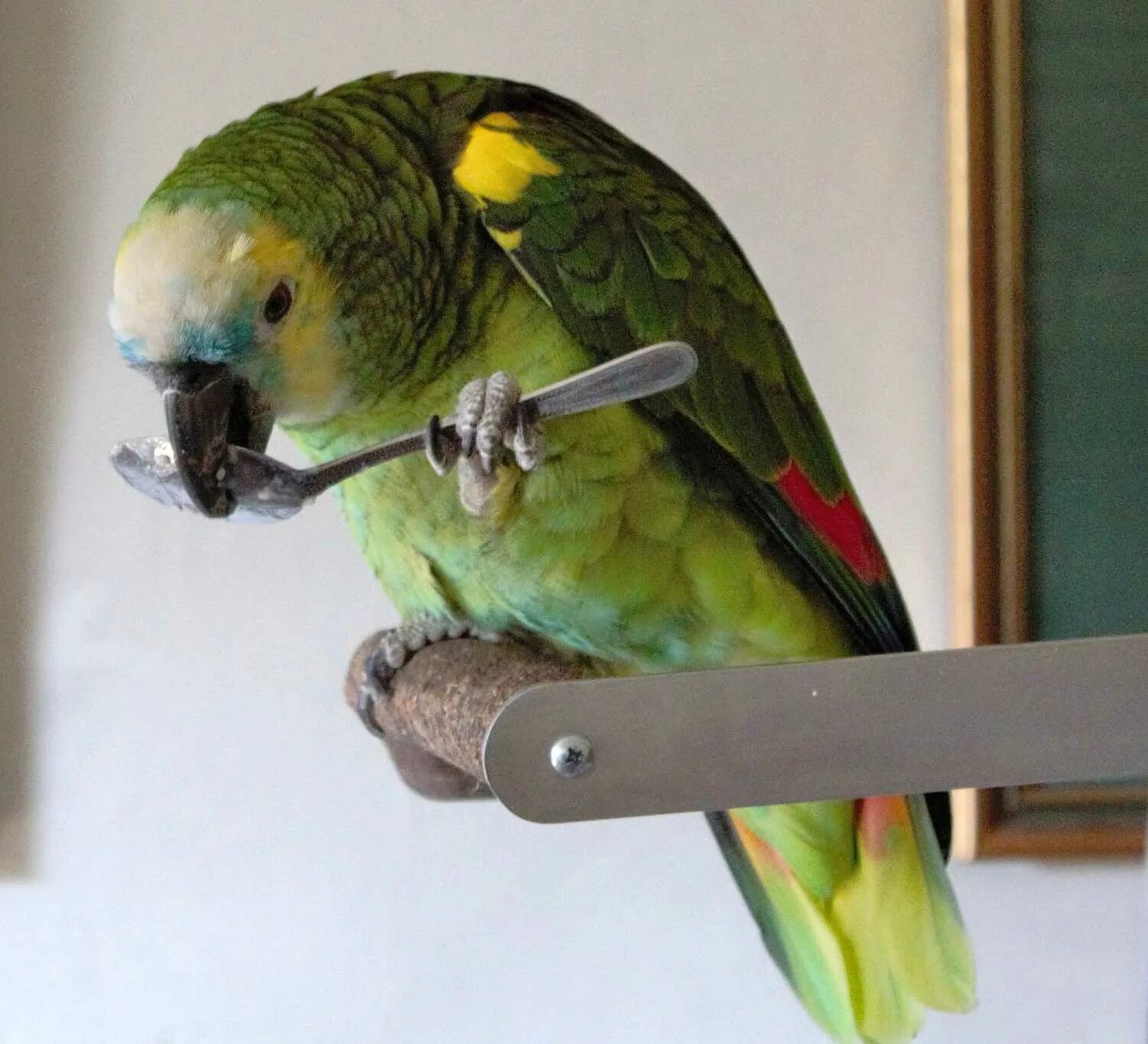 Что есть попугаи в домашних условиях. Жако зеленый. Попугай Амазон карелла. Порода Риччи попугай. Жако и корелла.