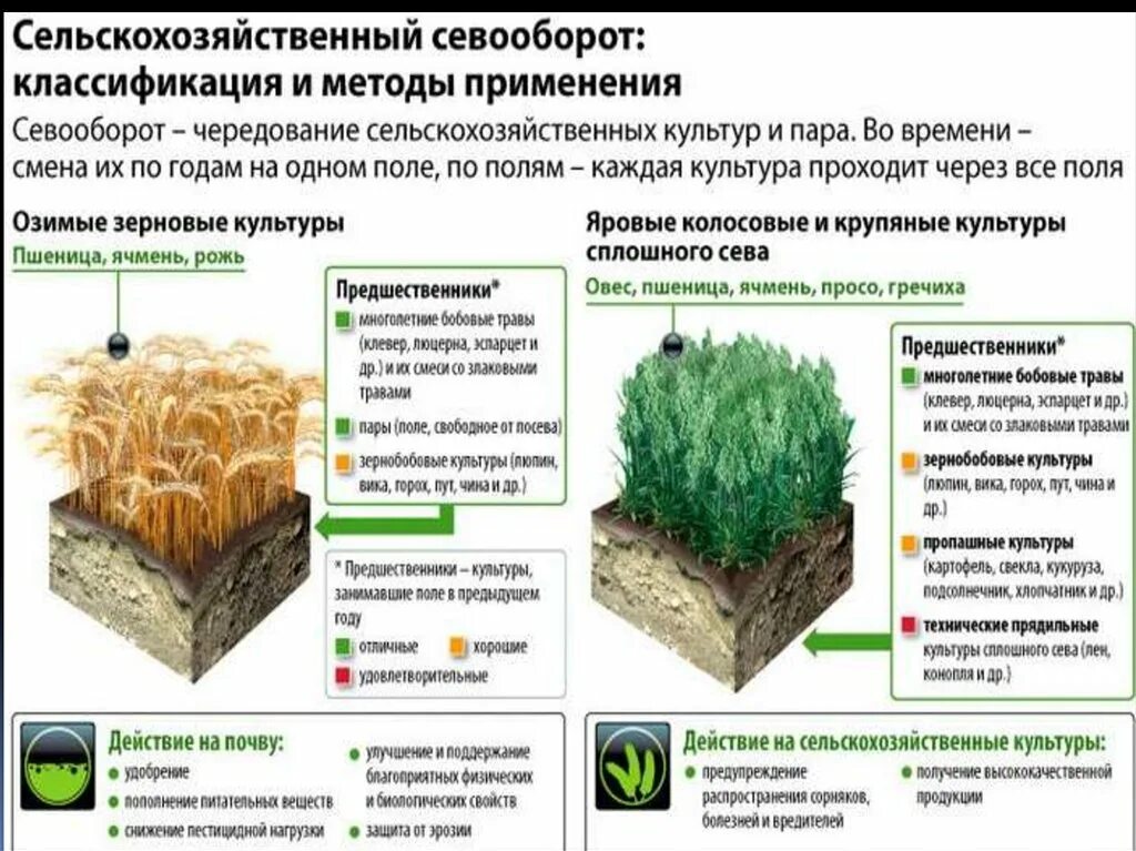 Схема севооборота. Севооборот зерновых культур. Севооборот злаковых культур. Размещение посевов в севообороте.