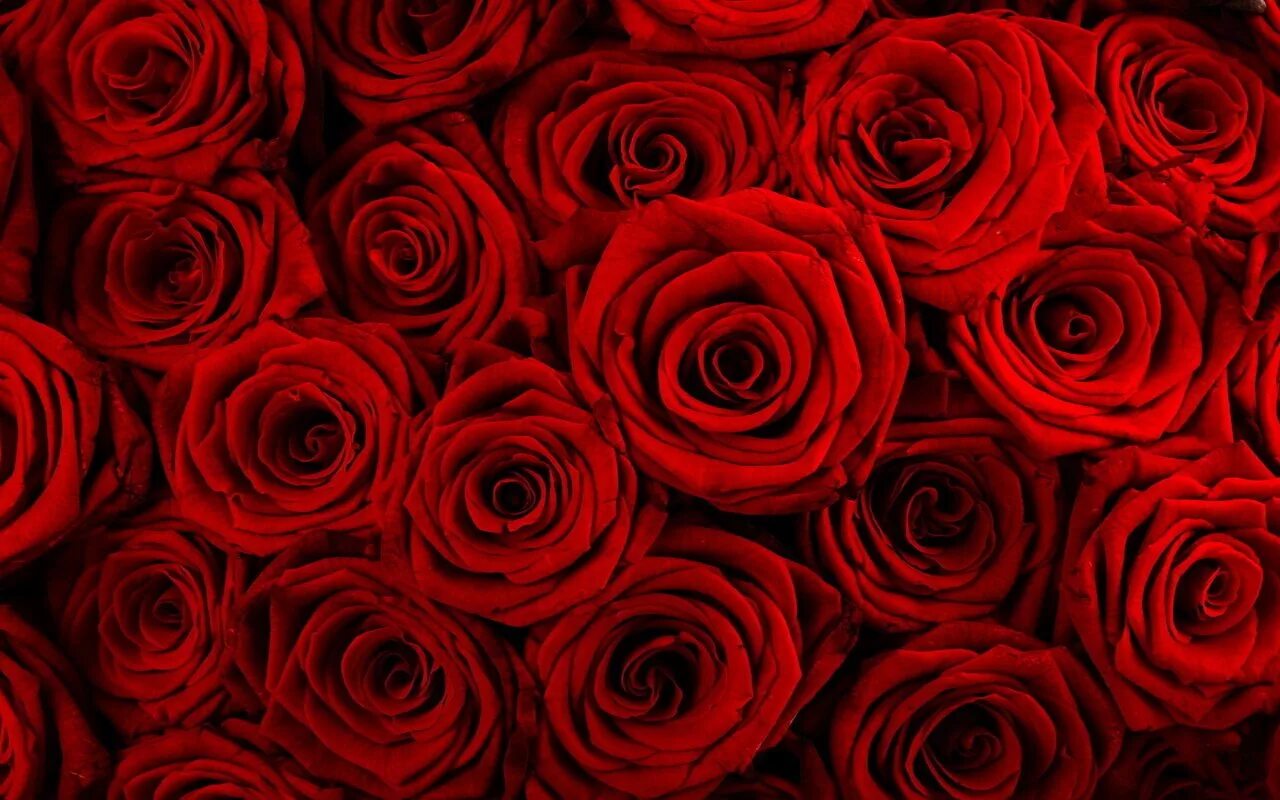 Фон розочки. Красный цветок. Красные розы. Цветы розы красные. Розы фон.