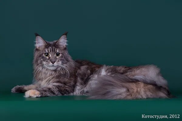 мейн кун пенза. Ns 24 мейн. калининград-кун. мейн кун пенза. мейн кун пенза.