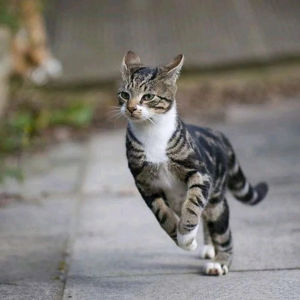 Кошка бежит. Кот убегает. Кошачьи бега. Кошка удирает.