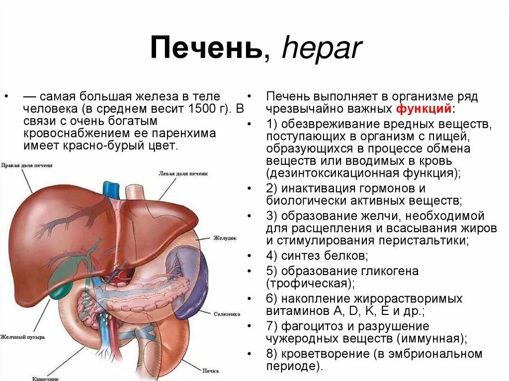 Печень какая полость. Строение печени вид спереди. Анатомия человека внутренние органы расположение печень. Печень строение и функции кратко таблица. Функции печени анатомия.