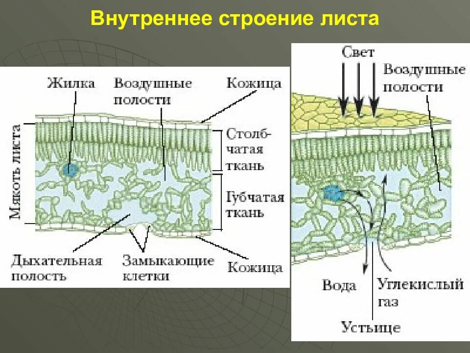 Какой внутреннее строение листа