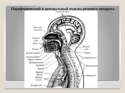 Периферические и центральные системы речи