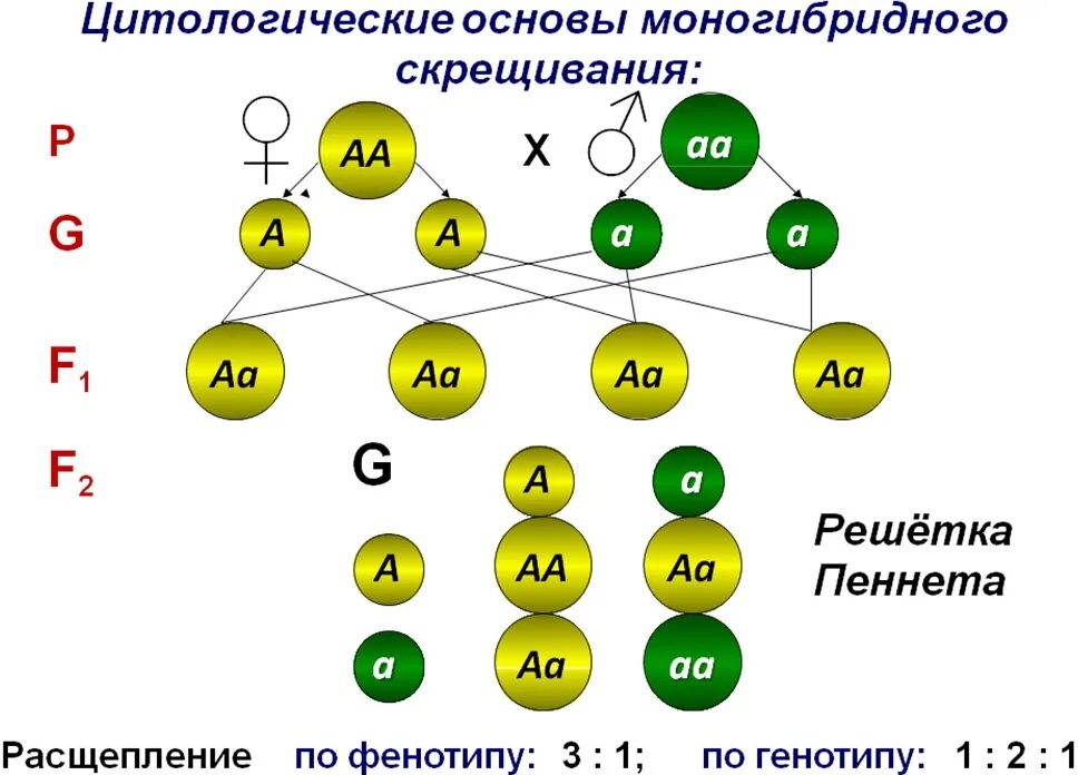 Генотип гороха с желтыми морщинистыми семенами. Закономерности наследования моногибридное скрещивание. Схема моногибридного скрещивания. Таблицы «моногибридное скрещивание» и «дигибридное скрещивание».. Моногибридное скрещивание схема скрещивания.
