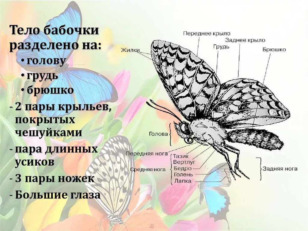 Чешуекрылые бабочки строение. Внешнее строение бабочки капустницы. Основные части туловища бабочки. Внутреннее строение бабочки схема. Бабочка какой вопрос