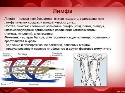 К какому виду ткани относится лимфа