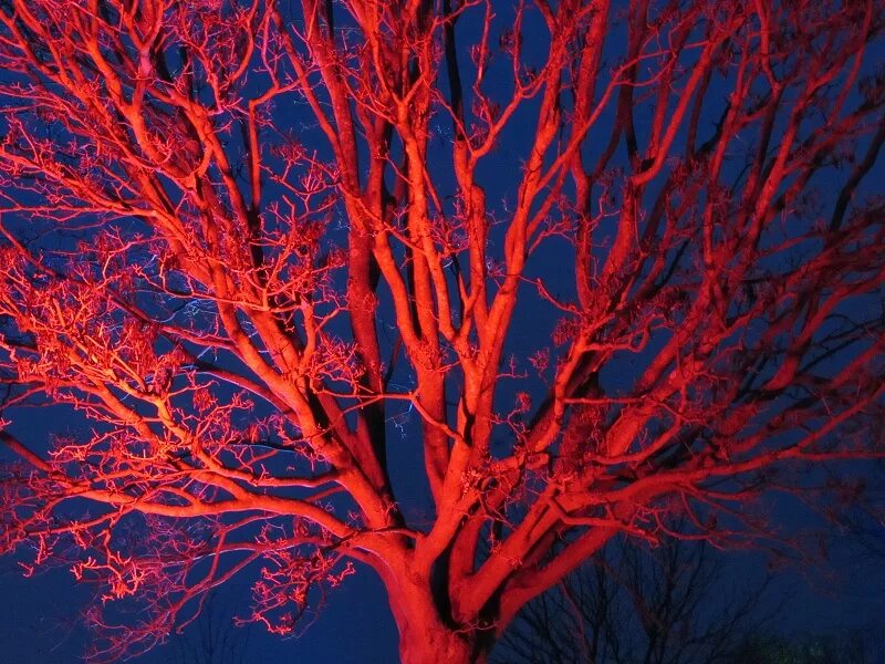 Красное дерево русские