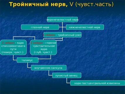 1 и 2 нервы