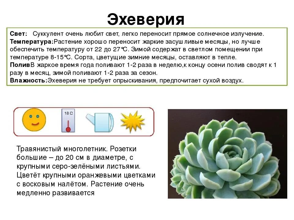 Мелколистные суккуленты. Суккулент плантс. Суккуленты презентация. Суккуленты характеристика растения. Виола суккулентная.