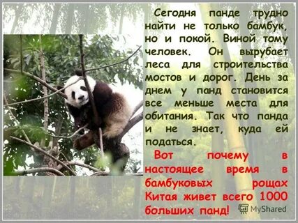 Проект про панду 4 класс