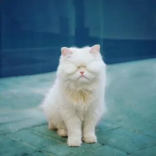 Белый персидский кот