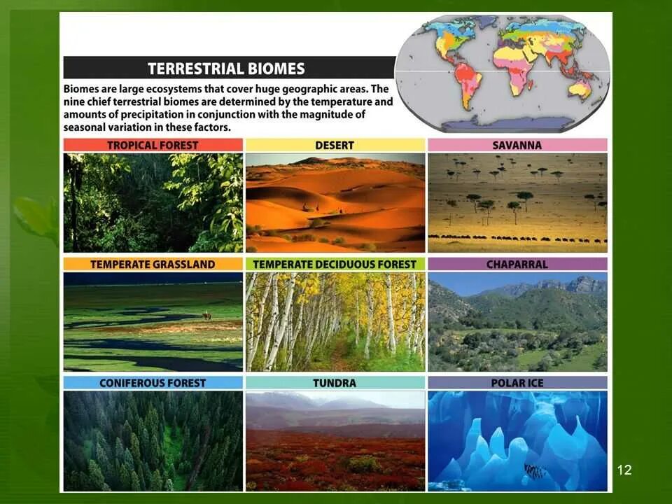 Биомы суши. Биом это в экологии. Биомы земли. Основные биомы. Таблица биогеография основные биомы суши.