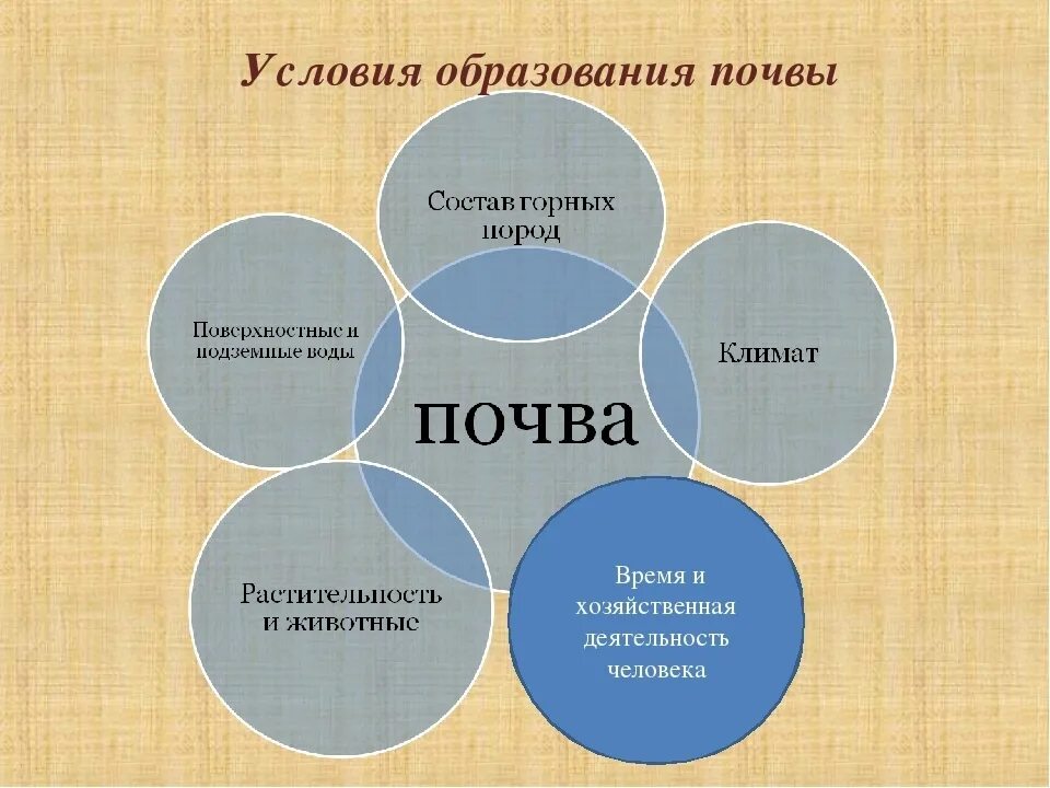 Условия образования почв. Схема образования почвы. Какие условия необходимы для образования почвы. География условия образования почв.