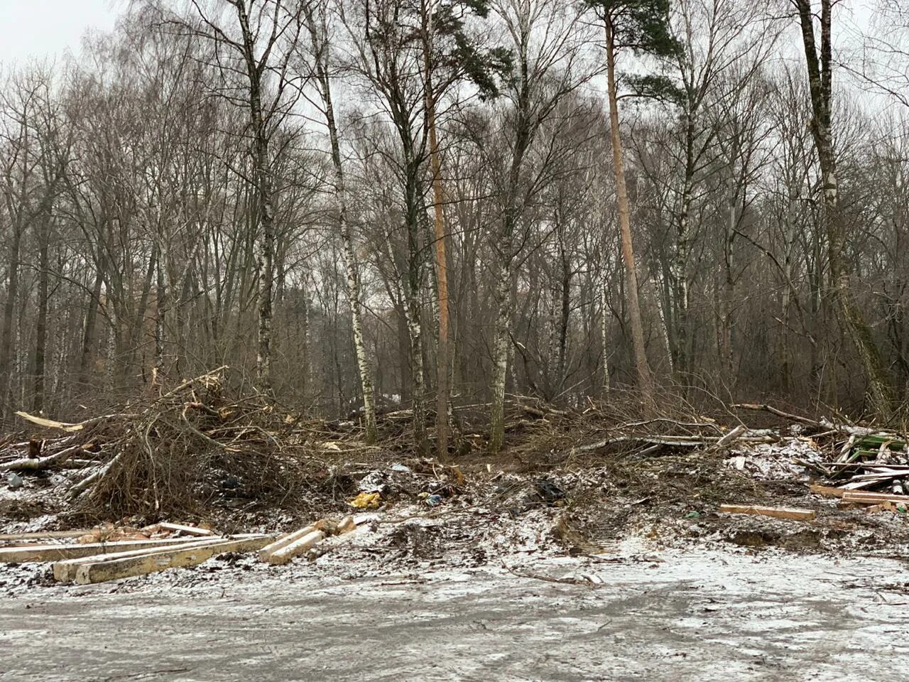 Вырубка деревьев. Вырубка деревьев в поселении. Вырубка деревьев в поселении. Вырубка леса в челябинской области. 01.
