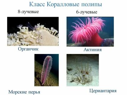 Признаки коралловых