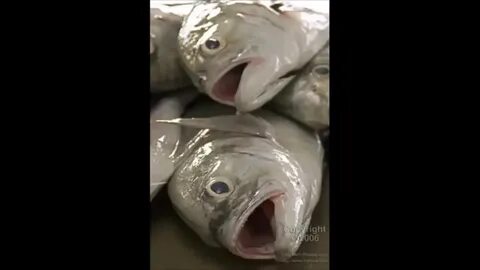 Песня fish fish