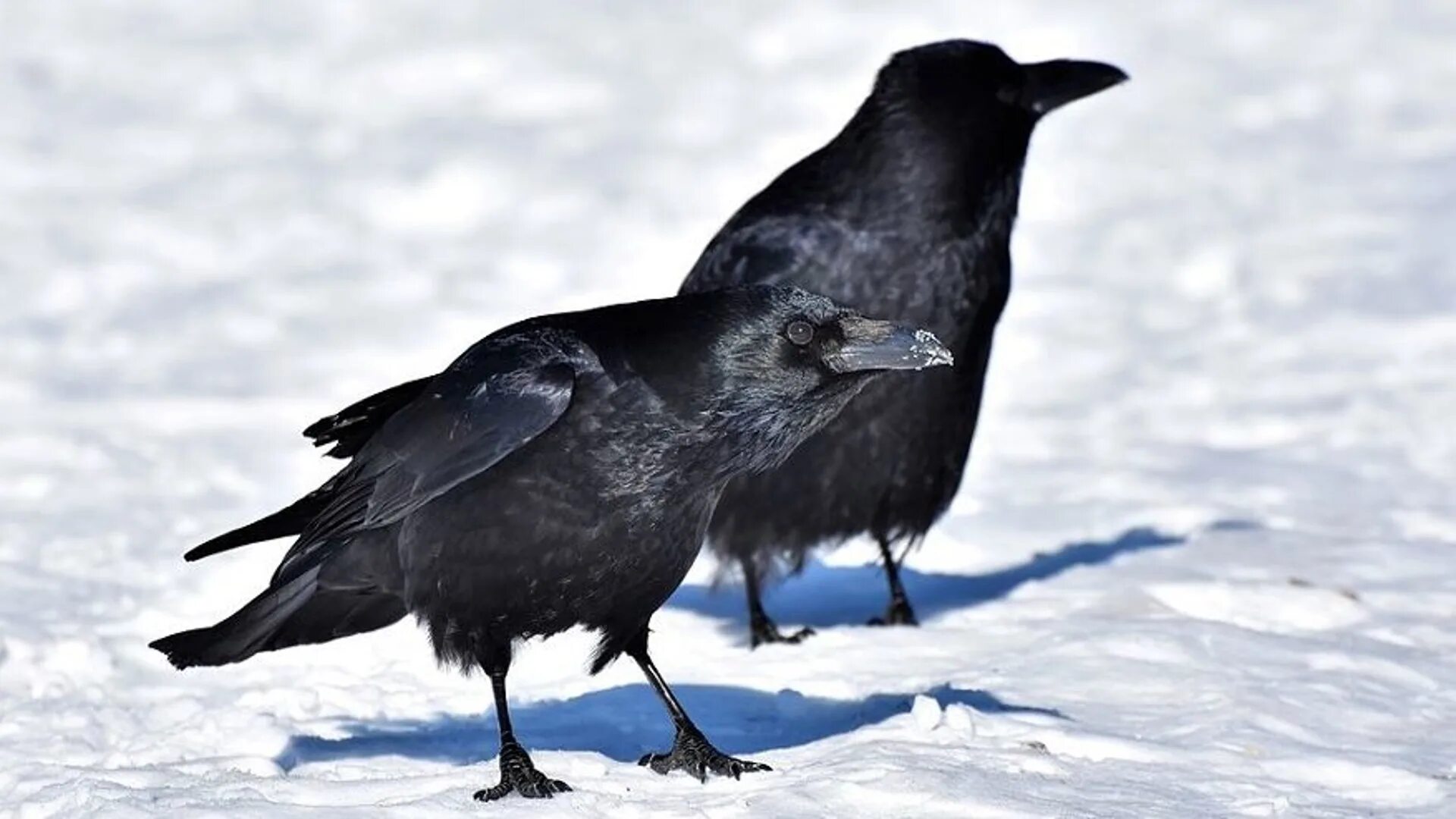 чёрный ворон песня. один и вороны. ворон и ворона. чёрный ворон песня. чёрный ворон песня песня.