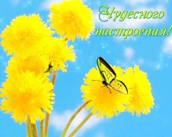 Солнечного дня и отличного настроени. Доброе утро солнечного дня солнечного настроения. Солнечного дня и отличного настроени. Прекрасного солнечного дня и хорошего настроения. Солнечногоднч и хорошего настроения.