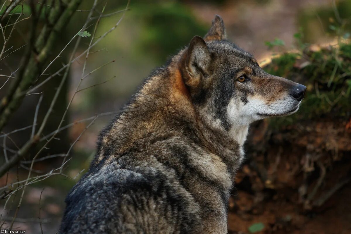 волк мудрый взгляд. мудрый волк. волк спереди. удивленный волк. Scared wolf.