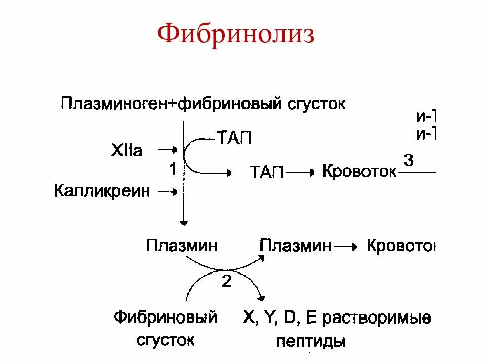 Студфайл биохимия. Студфайл биохимия. Порфирия патогенез этиология. Студфайл биохимия. Шкала клинической диагностики острой порфирии.