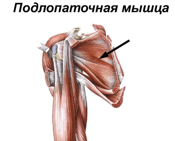 Повреждение сухожилия подлопаточной мышцы. Подлопаточная мышца плечевого пояса. Подлопаточная антагонист. Subscapularis мышца. Строение подлопаточной мышцы.