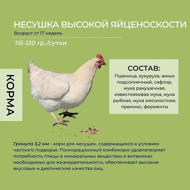 Курица несушка польза и вред. Яйценоскость кур несушек в домашних. Яйцоноскость курнесушек. Корма для несушек для повышения яйценоскости. Яйценоскость кур несушек в домашних условиях.